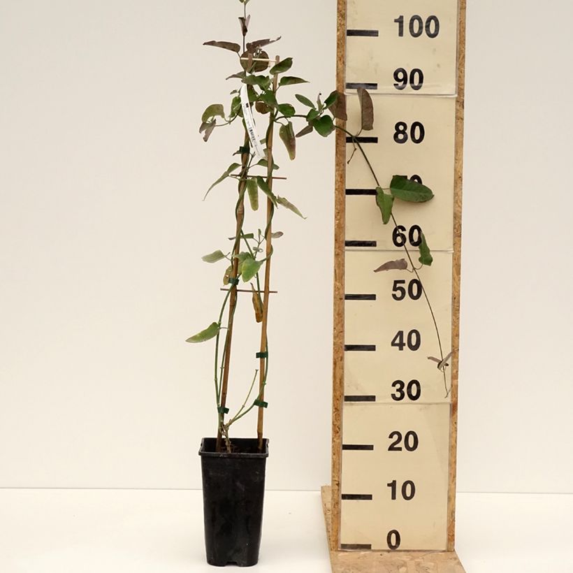 Araujia sericifera  2L/3L pot sample as delivered in spring