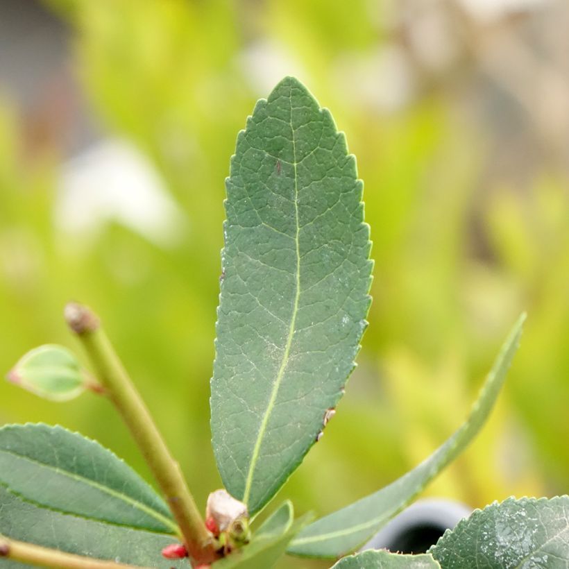 Arbutus unedo Pink Giant - Strawberry Tree (Foliage)