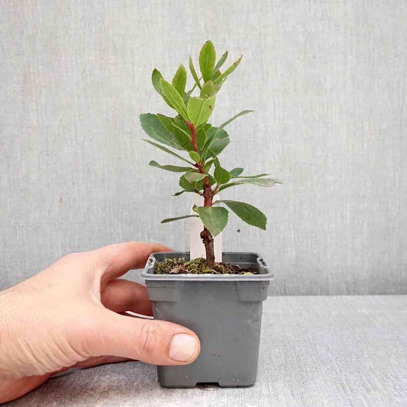 Arbutus unedo Pink Giant - Strawberry Tree 8/9 cm pot sample as delivered in spring