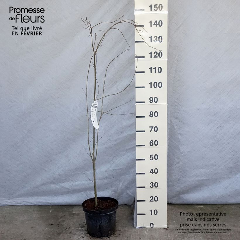 Cercidiphyllum japonicum 7.5L/10L pot sample as delivered in winter