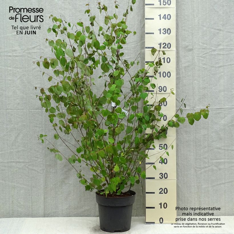 Cercidiphyllum japonicum 7.5L/10L pot sample as delivered in spring