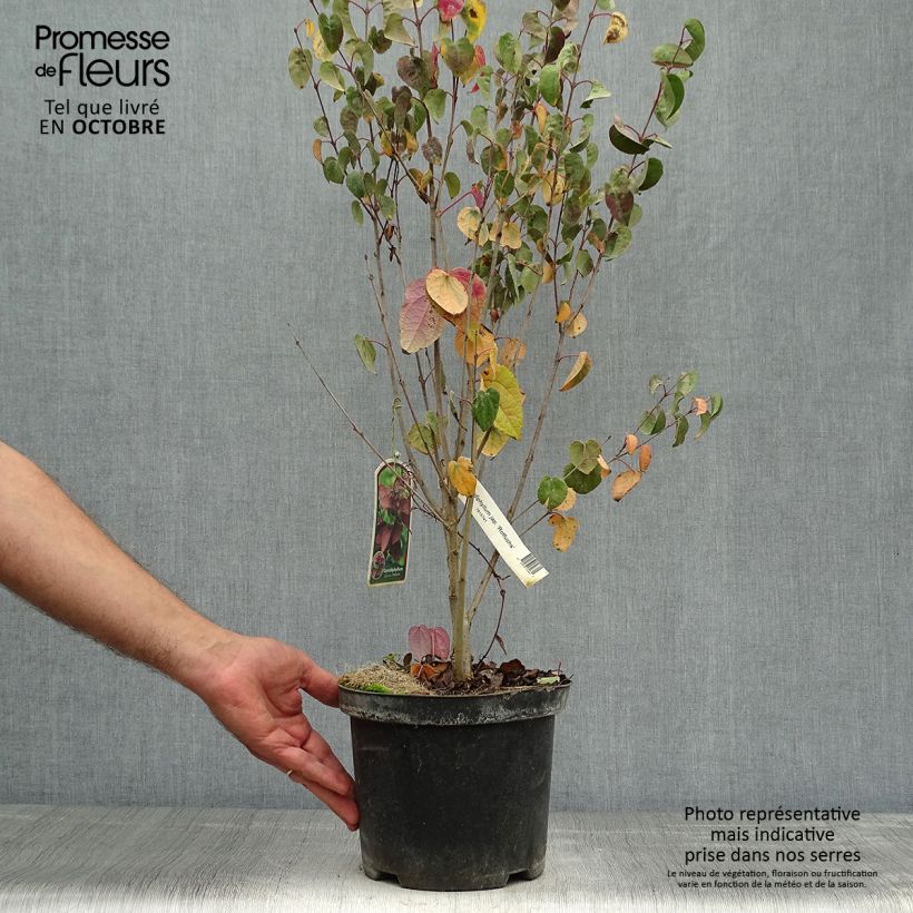 Cercidiphyllum japonicum Rotfuchs 4L/5L pot sample as delivered in autumn