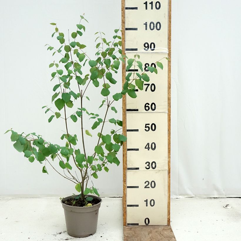 Cercidiphyllum japonicum Ra - Katsura tree 4L/5L pot sample as delivered in spring