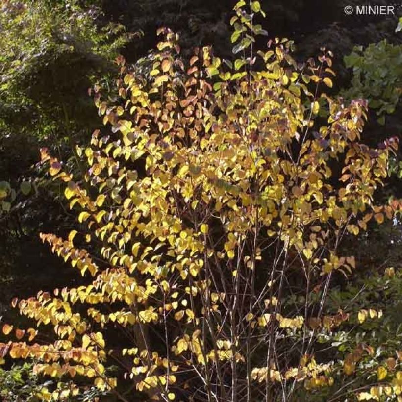 Cercidiphyllum japonicum (Plant habit)