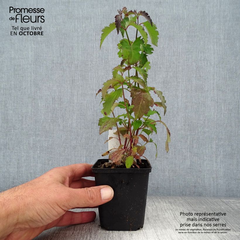 Leycesteria formosa 8/9 cm pot sample as delivered in autumn