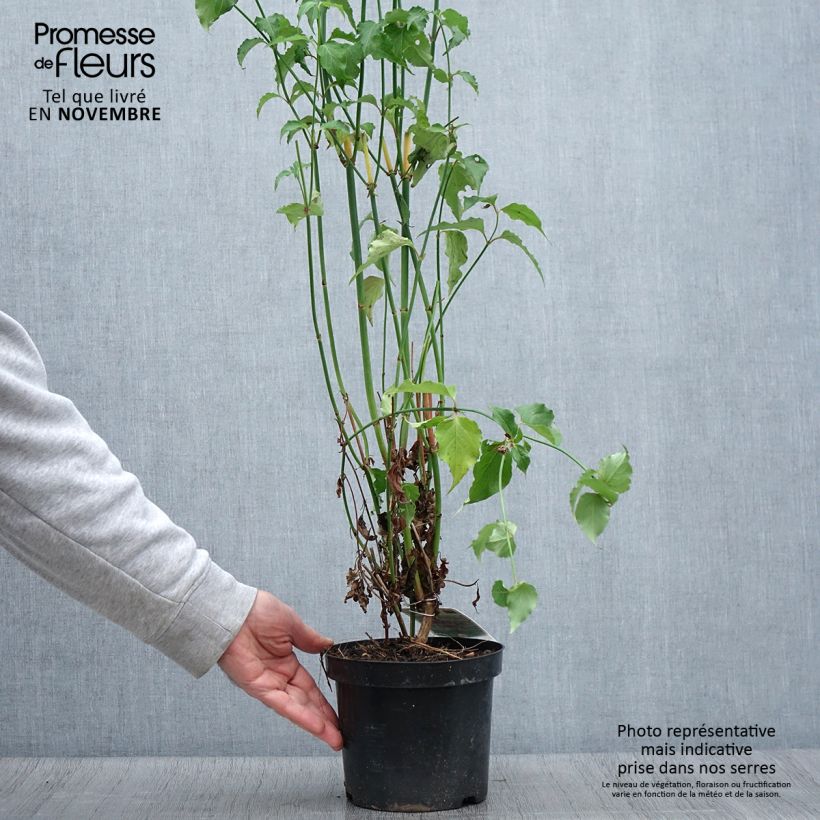Leycesteria formosa 2L/3L pot sample as delivered in autumn