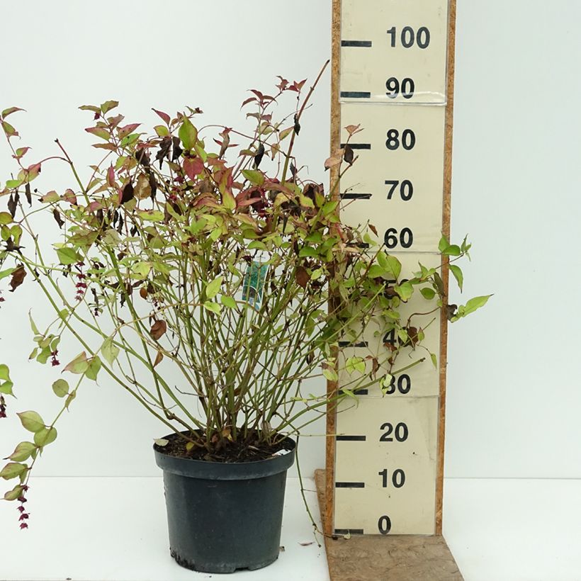 Leycesteria formosa 7.5L/10L pot sample as delivered in autumn
