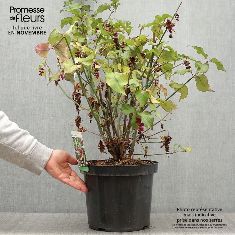 Leycesteria formosa Purple Rain 7.5L/10L pot sample as delivered in autumn