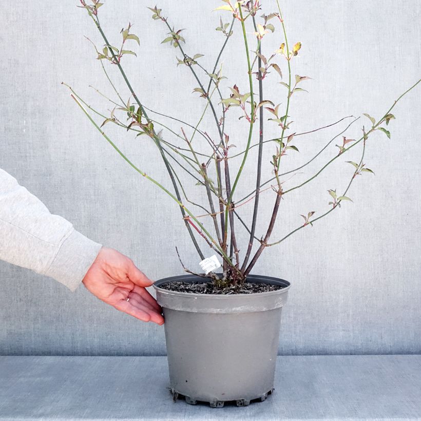 Leycesteria formosa Purple Rain 7.5L/10L pot sample as delivered in spring