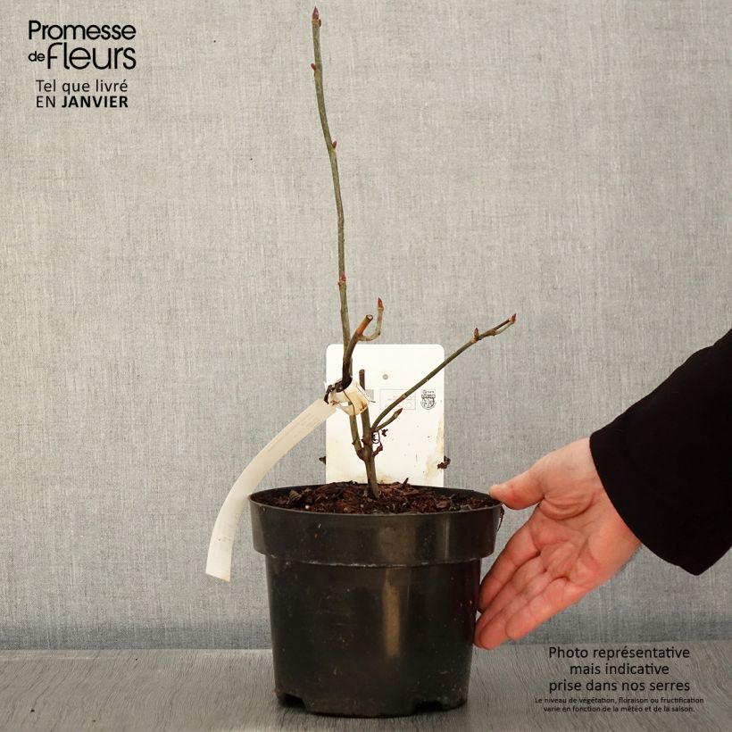 Davidia involucrata var. vilmoriniana - Dove Tree 3L/4L pot sample as delivered in winter