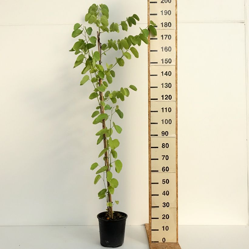 Bauhinia purpurea - Orchid tree 7.5L/10L pot sample as delivered in summer