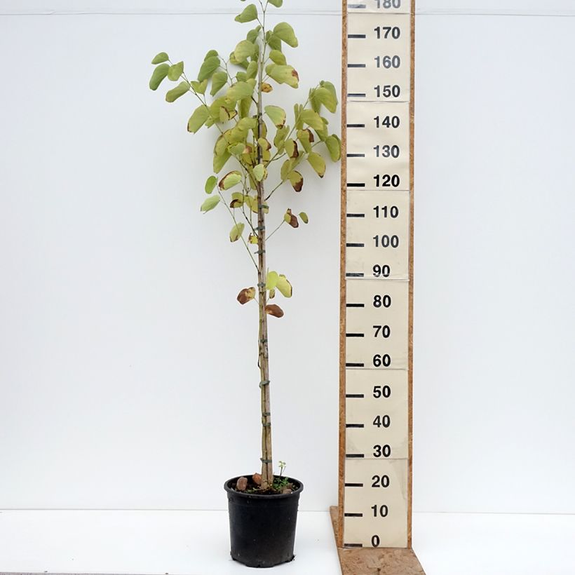 Bauhinia purpurea - Orchid tree 7.5L/10L pot sample as delivered in winter