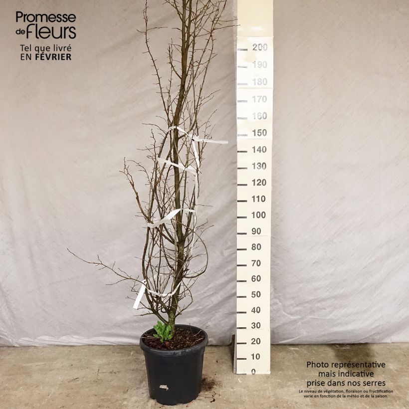 Parrotia persica - Persian Ironwood 30L/35L pot sample as delivered in winter