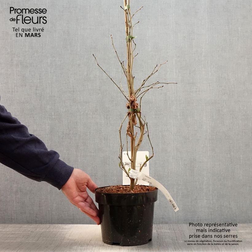 Parrotia persica - Persian Ironwood 3L/4L pot sample as delivered in spring