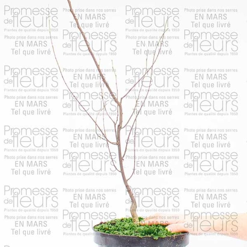 Example of Cercis canadensis Silver Lining - Eastern Redbud 7.5L/10L pot specimen as delivered