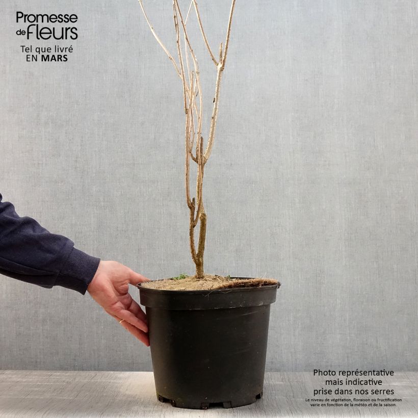 Clerodendrum trichotomum 7.5L/10L pot sample as delivered in spring