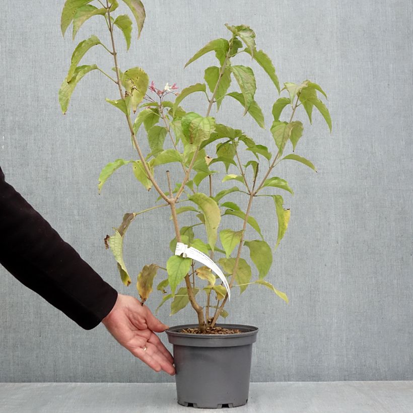 Clerodendrum trichotomum 3L/4L pot sample as delivered in autumn