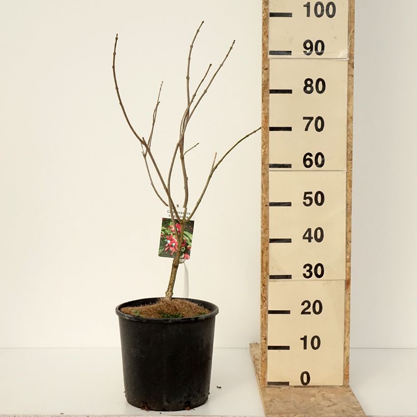 Clerodendrum trichotomum 7.5L/10L pot sample as delivered in winter