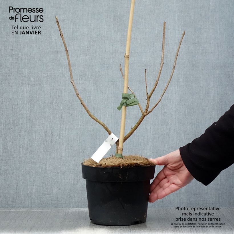 Clerodendrum trichotomum 3L/4L pot sample as delivered in winter