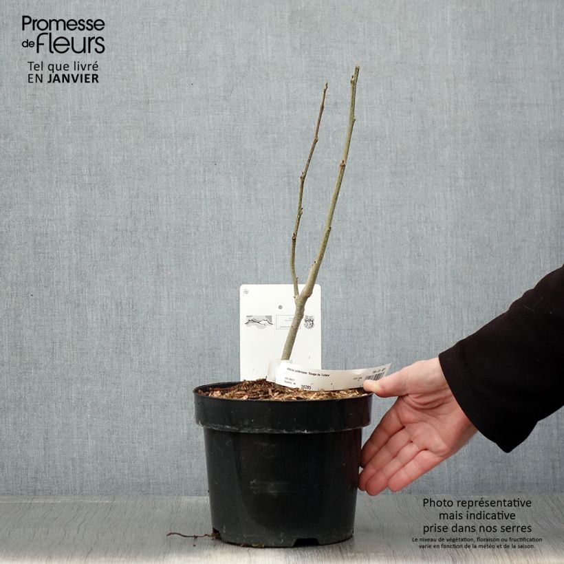 Albizia julibrissin Rouge de Tuiliere 3L/4L pot sample as delivered in winter