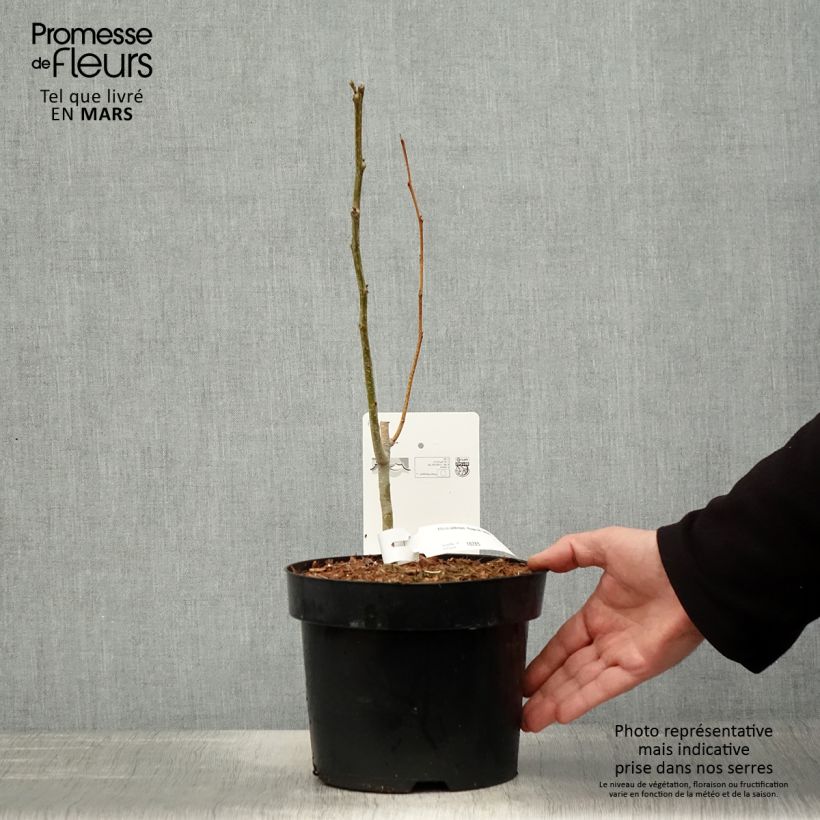 Albizia julibrissin Rouge de Tuiliere 3L/4L pot sample as delivered in spring