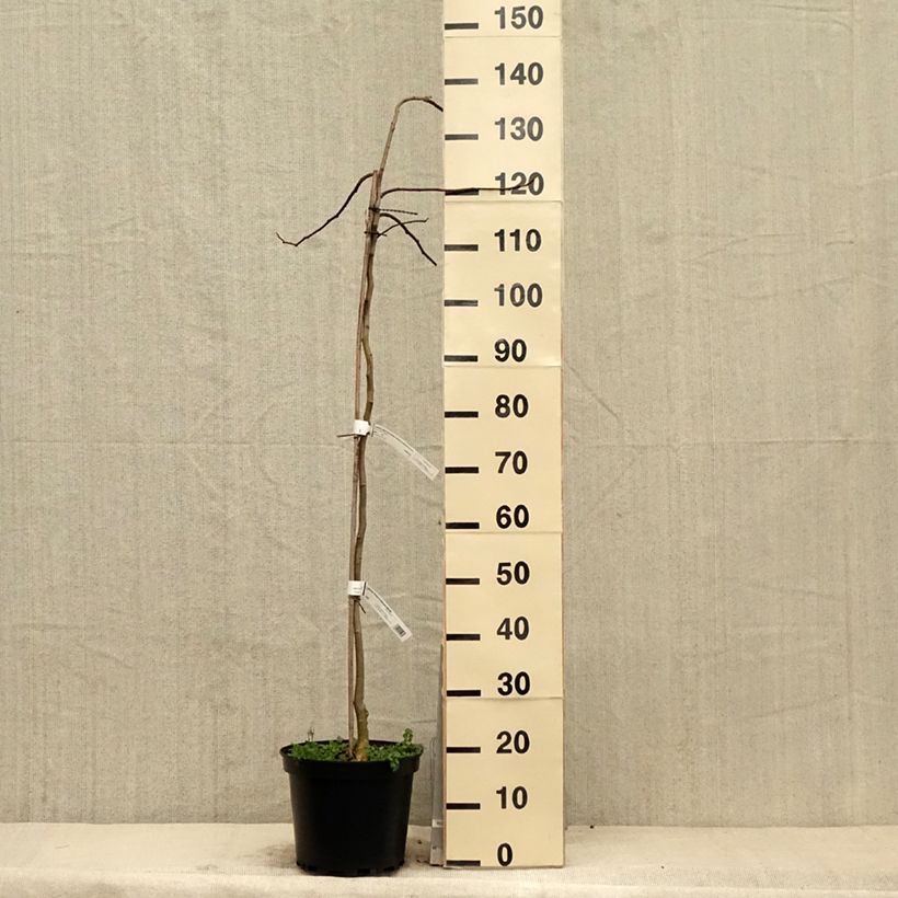 Albizia julibrissin Shidare 7.5L/10L pot sample as delivered in spring