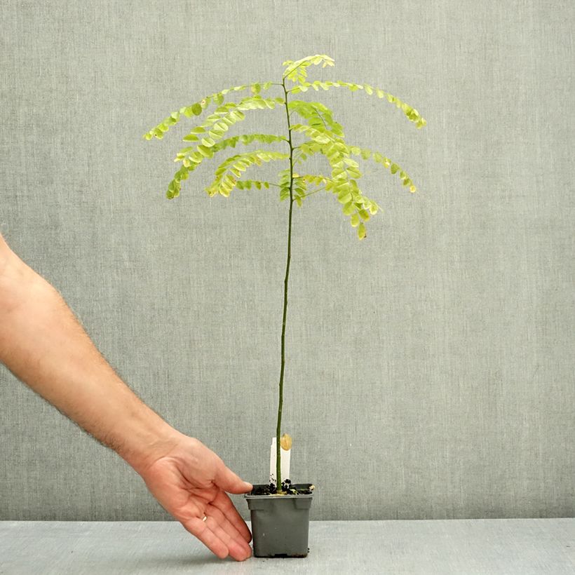 Sophora japonica 8/9 cm pot sample as delivered in autumn