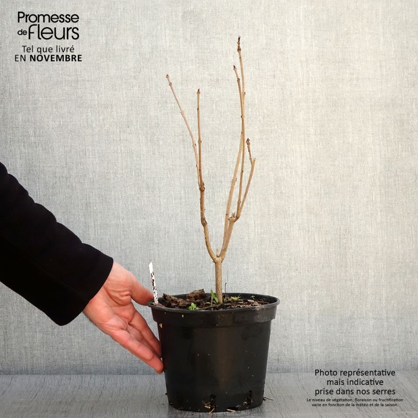 Clerodendrum trichotomum Fargesii 2L/3L pot sample as delivered in autumn