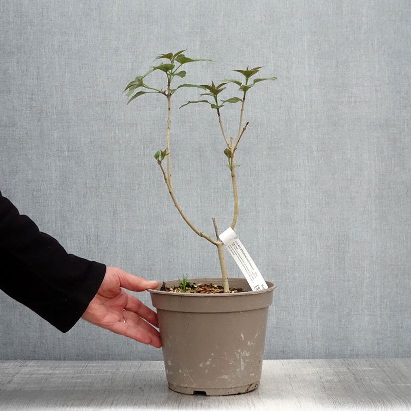Clerodendrum trichotomum Fargesii 3L/4L pot sample as delivered in spring