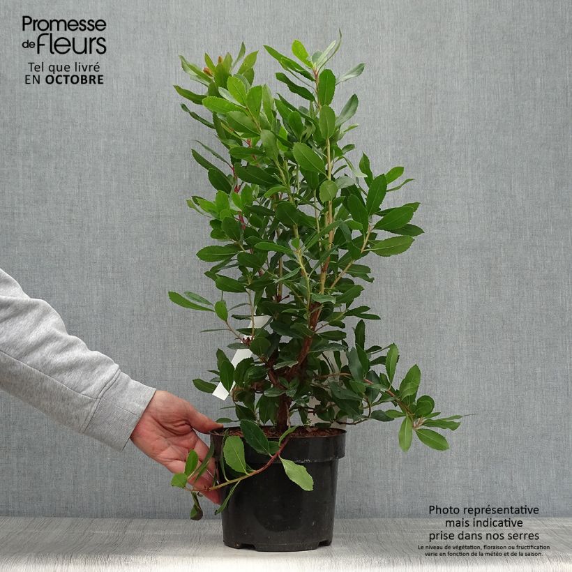 Arbutus unedo Roselily - Strawberry Tree 3L/4L pot sample as delivered in autumn