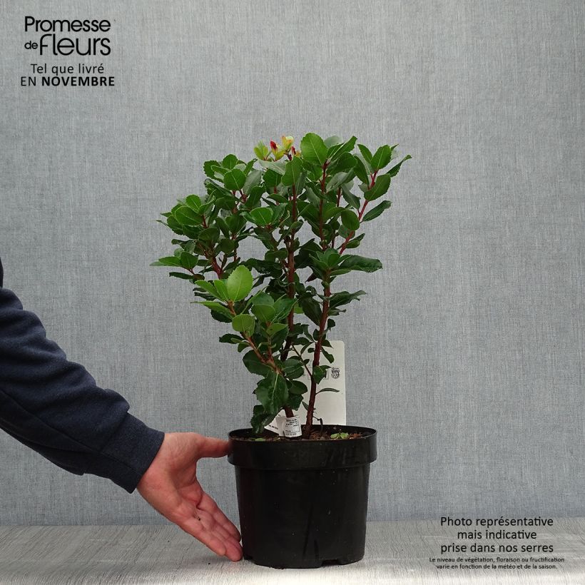 Arbutus unedo Rubra - Strawberry Tree 3L/4L pot sample as delivered in autumn