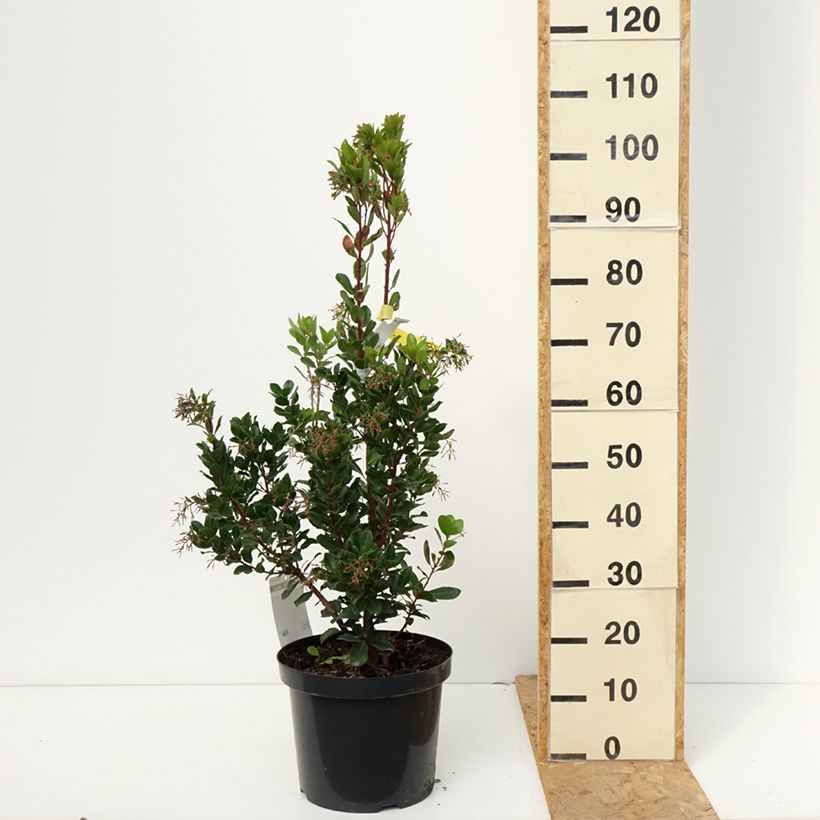 Arbutus unedo Rubra - Strawberry Tree 7.5L/10L pot sample as delivered in autumn