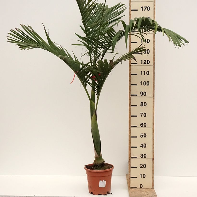 Archontophoenix alexandrae - Alexandra Palm 7.5L/10L pot sample as delivered in winter