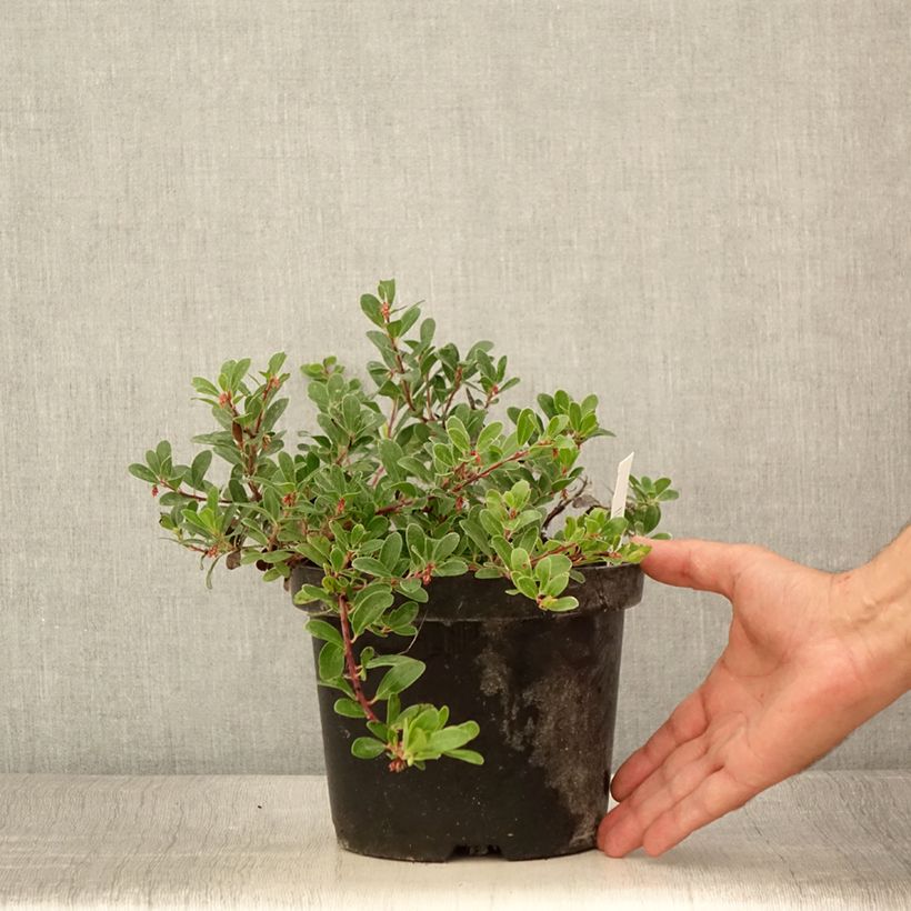 Arctostaphylos uva-ursi - Bearberry 3L/4L pot sample as delivered in summer