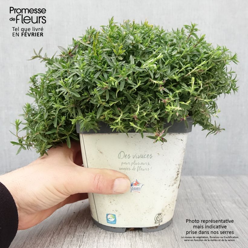 Arenaria montana 2L/3L pot sample as delivered in winter