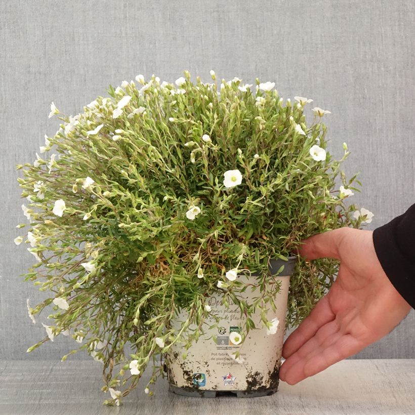 Arenaria montana 2L/3L pot sample as delivered in spring