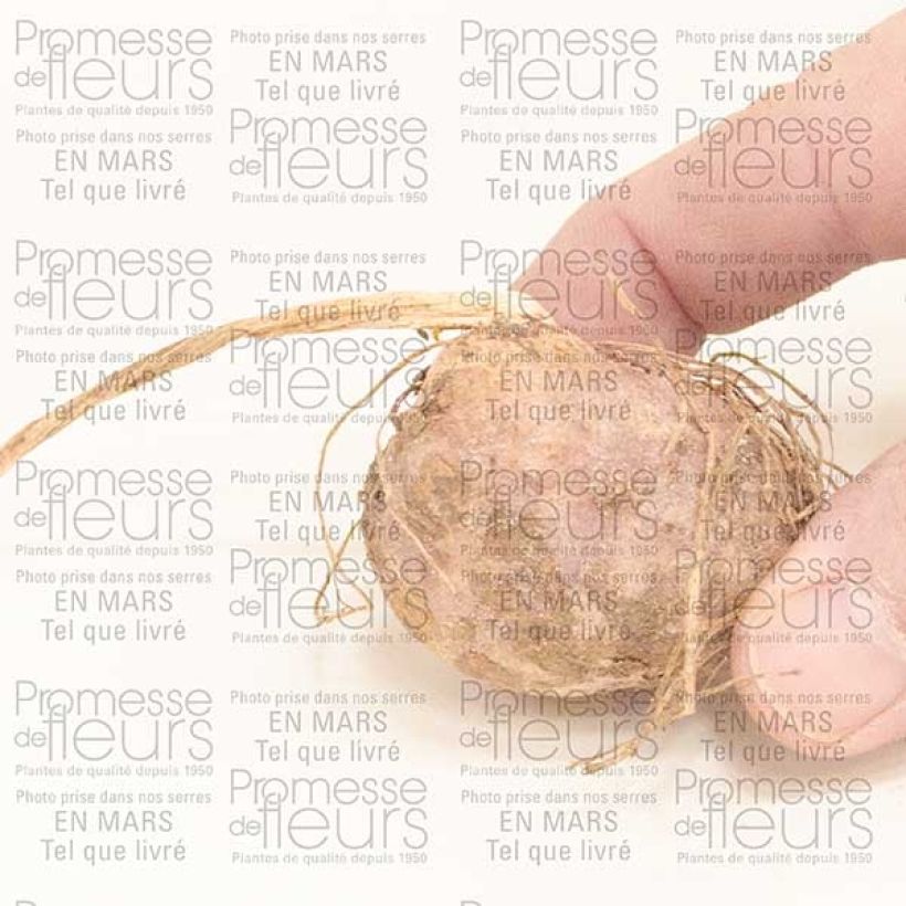 Example of Arisaema candidissimum Bulb specimen as delivered