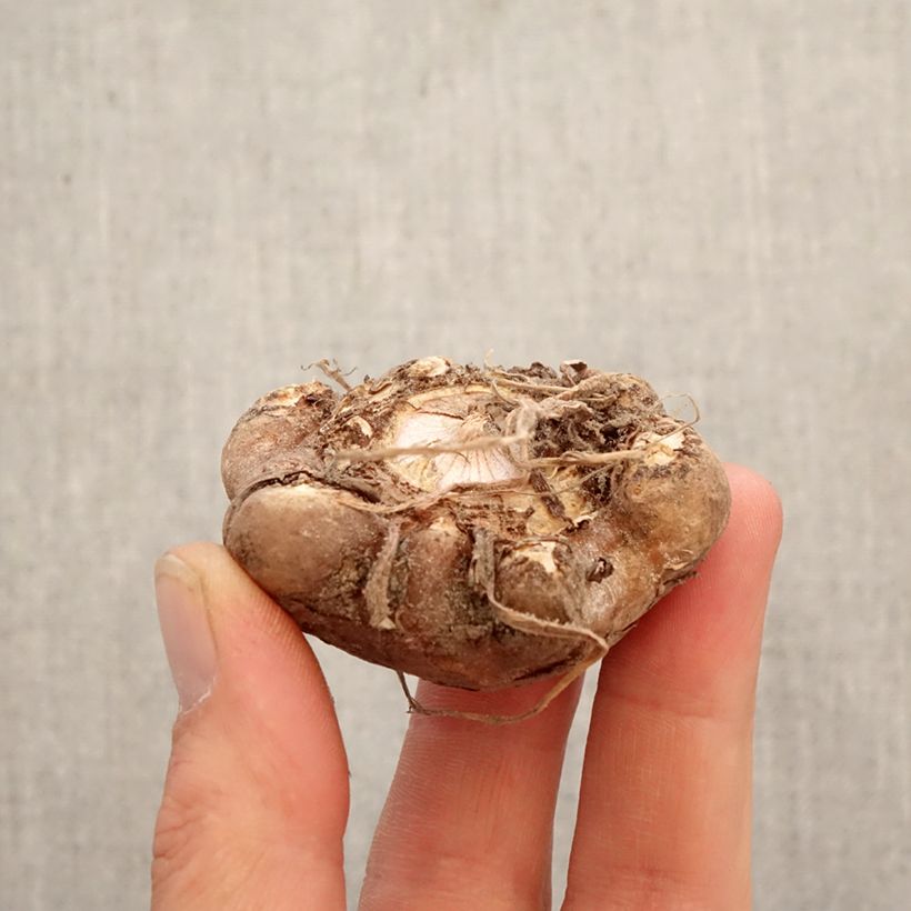 Arisaema candidissimum Bulb sample as delivered in spring