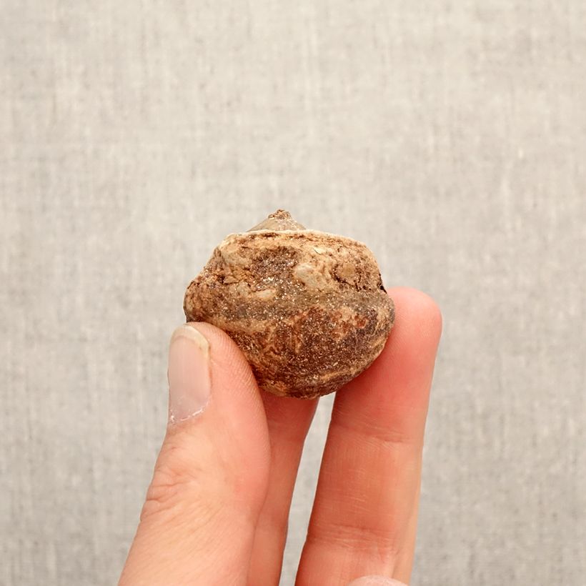 Arisaema consanguineum Bulb sample as delivered in spring