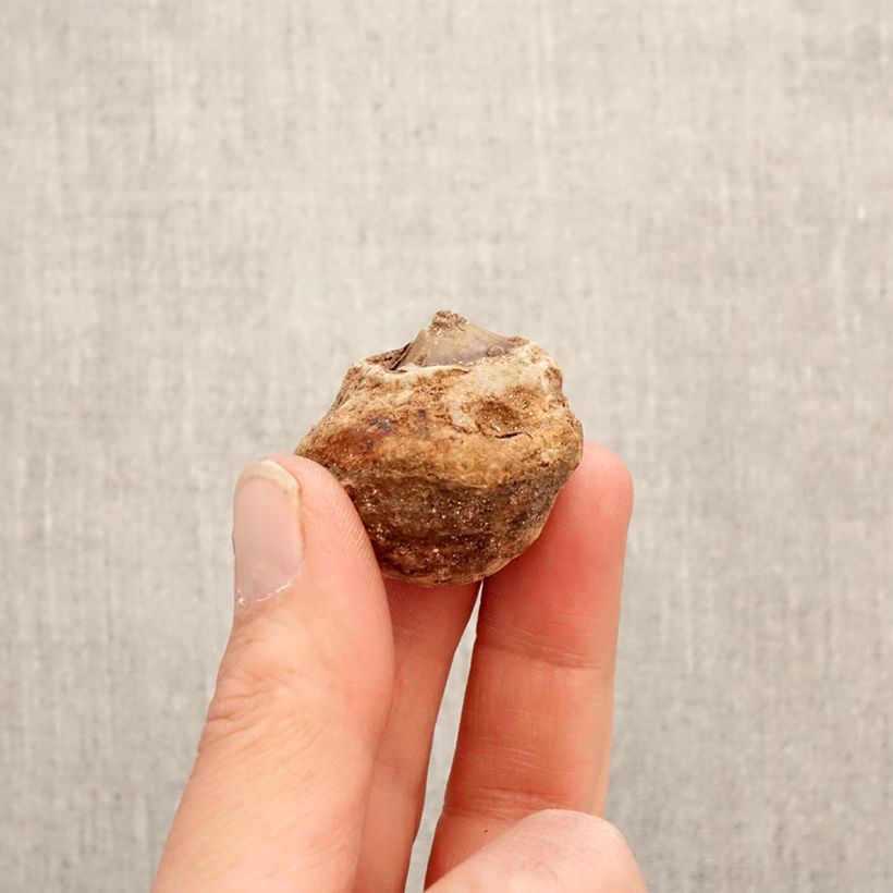 Arisaema dracontium Bulb sample as delivered in spring