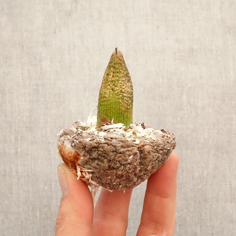 Arisaema griffithii Bulb sample as delivered in spring