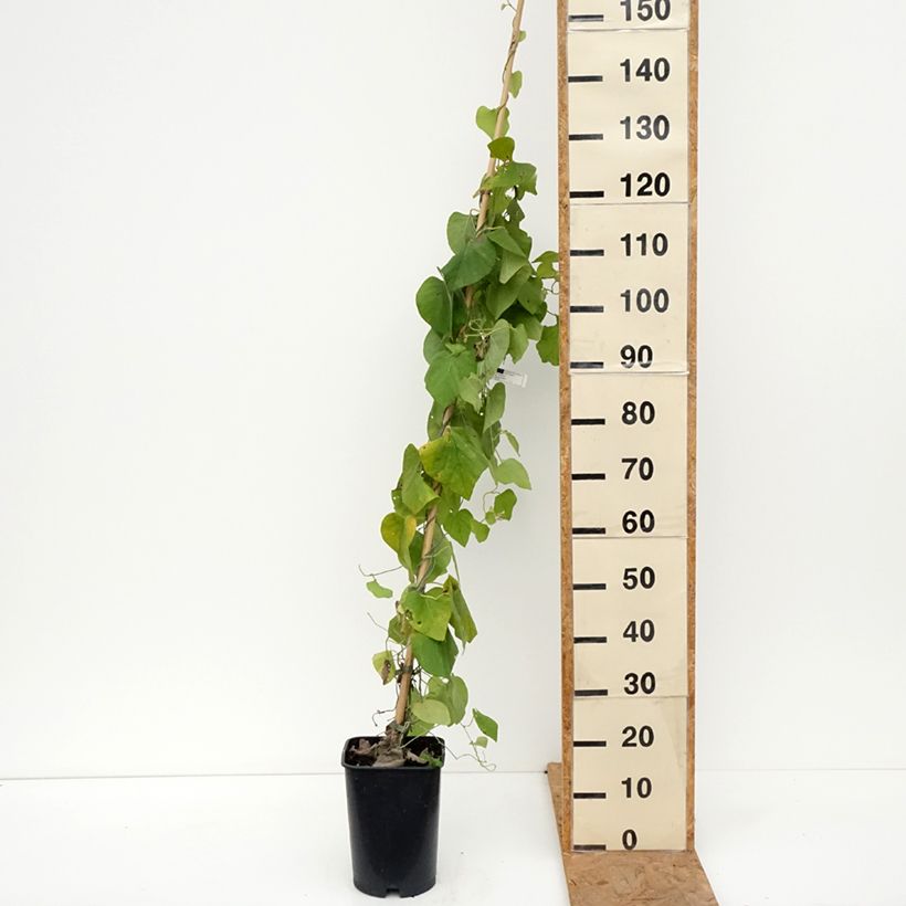 Aristolochia macrophylla  6L/7L pot sample as delivered in autumn