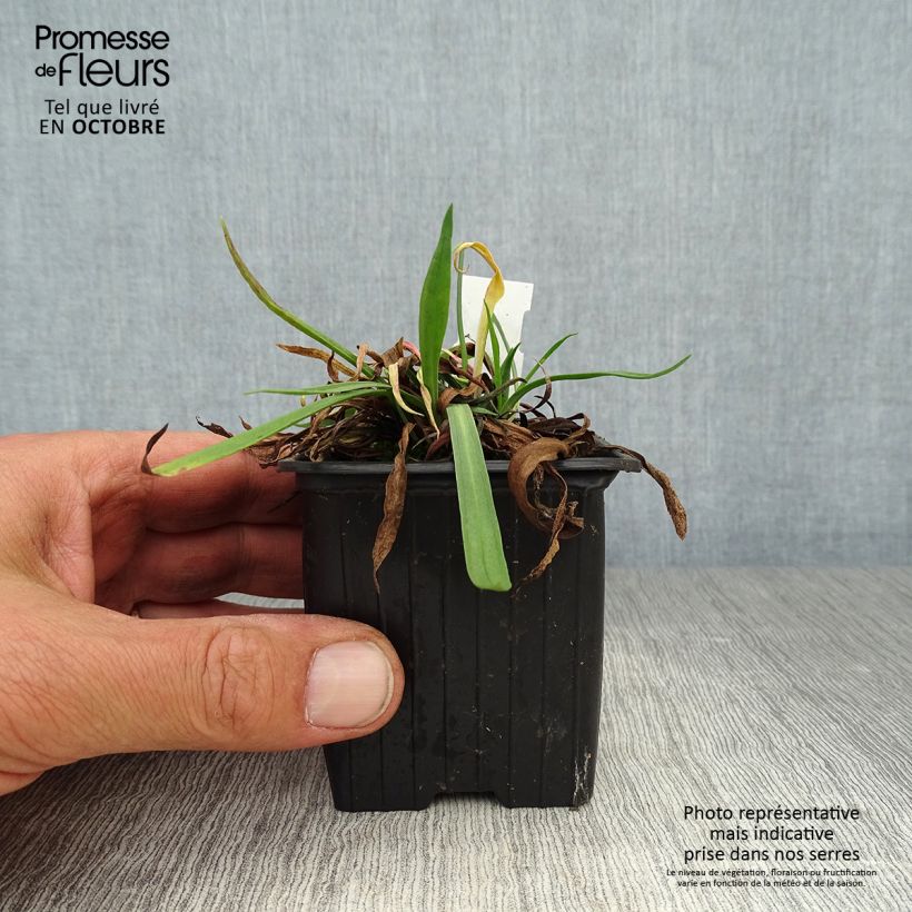 Armeria pseudarmeria Ballerina Lilac - Sea Thrift 8/9 cm pot sample as delivered in autumn