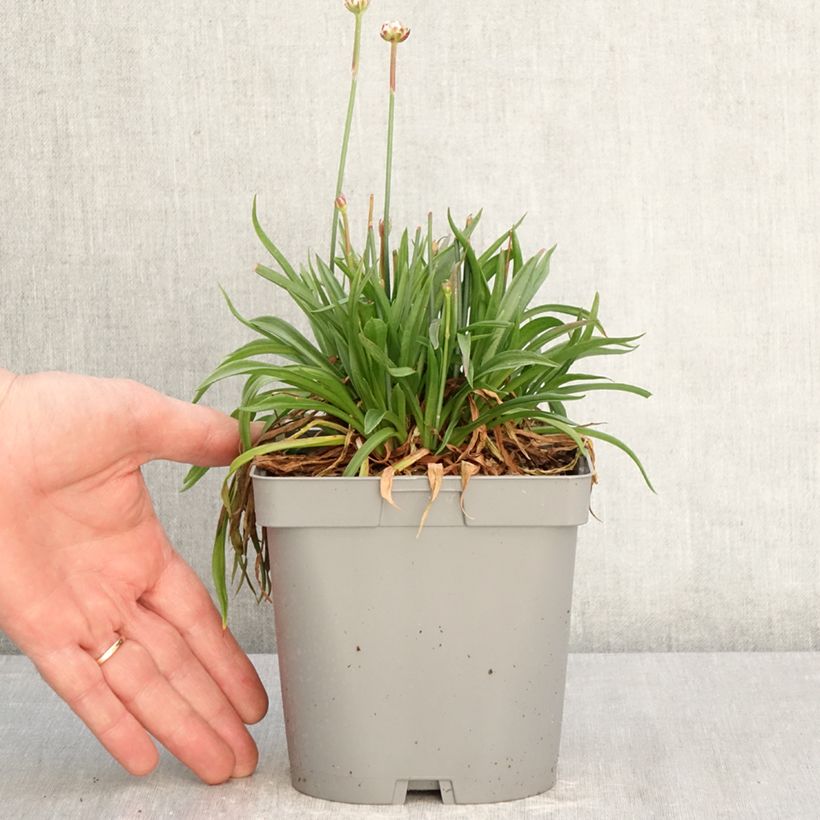 Armeria pseudarmeria Ballerina Lilac - Sea Thrift 2L/3L pot sample as delivered in spring