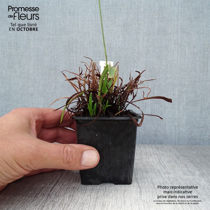 Armeria pseudarmeria Ballerina Red - Sea Thrift 8/9 cm pot sample as delivered in autumn
