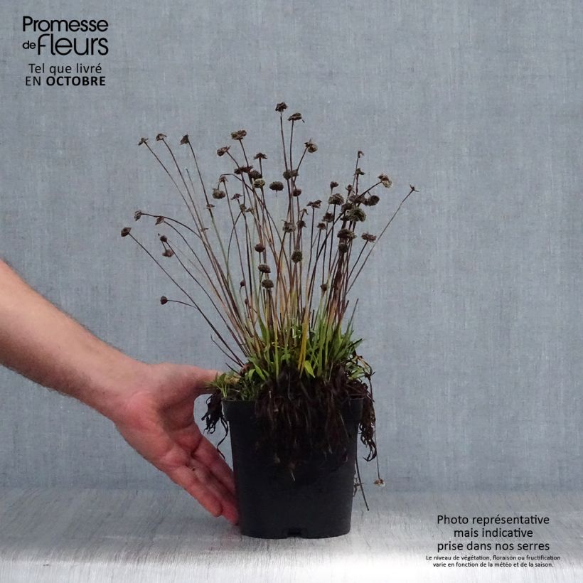 Armeria pseudarmeria Ballerina Red - Sea Thrift 2L/3L pot sample as delivered in autumn
