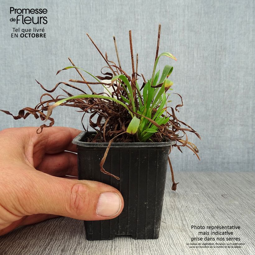 Armeria pseudarmeria Ballerina White - Sea Thrift 8/9 cm pot sample as delivered in autumn