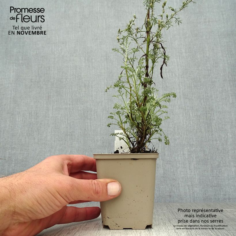 Artemisia arborescens Little Mice 8/9 cm pot sample as delivered in autumn