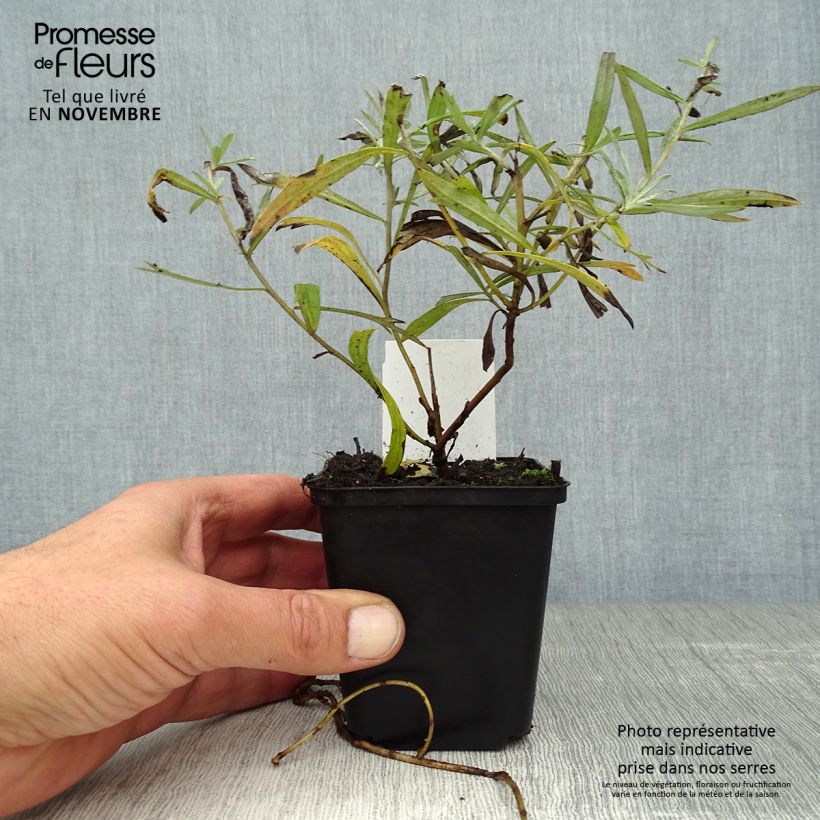 Artemisia ludoviciana Silver Queen 8/9 cm pot sample as delivered in autumn