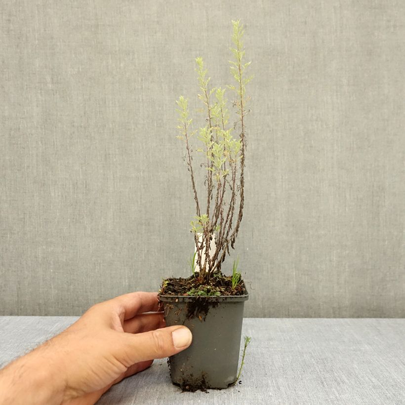 Artemisia pontica 8/9 cm pot sample as delivered in summer